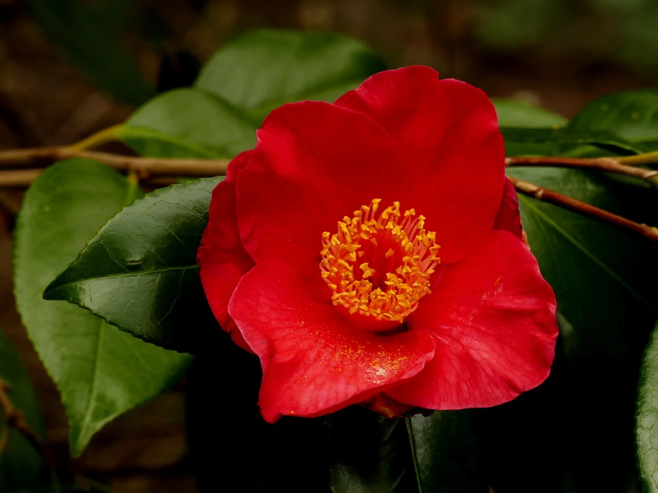 C. japonica 'Jupiter' AGM